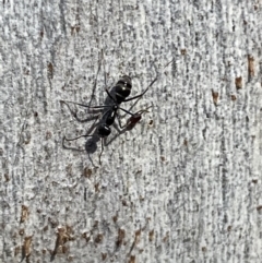 Iridomyrmex mayri at Mount Jerrabomberra QP - 9 Oct 2021 by Steve_Bok