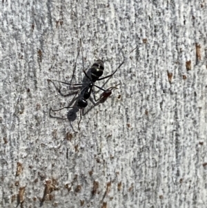 Iridomyrmex mayri at Jerrabomberra, NSW - 10 Oct 2021 09:39 AM