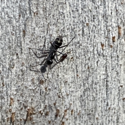 Iridomyrmex mayri at Jerrabomberra, NSW - 10 Oct 2021 by SteveBorkowskis