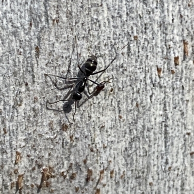 Iridomyrmex mayri at Mount Jerrabomberra QP - 9 Oct 2021 by Steve_Bok