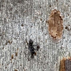 Iridomyrmex mayri at Jerrabomberra, NSW - 10 Oct 2021 09:39 AM