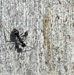 Iridomyrmex mayri at Jerrabomberra, NSW - 10 Oct 2021 09:39 AM