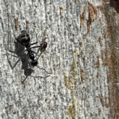 Iridomyrmex mayri at Jerrabomberra, NSW - 10 Oct 2021 09:39 AM