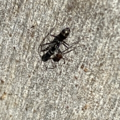 Iridomyrmex mayri at Jerrabomberra, NSW - 10 Oct 2021 09:39 AM