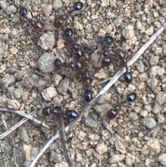 Monomorium sp. (genus) (A Monomorium ant) at Coolac, NSW - 11 Oct 2021 by SteveBorkowskis