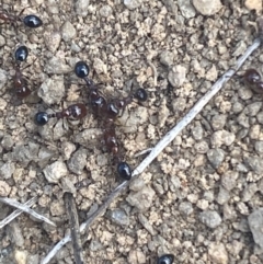 Monomorium sp. (genus) at Coolac, NSW - 11 Oct 2021