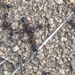 Monomorium sp. (genus) at Coolac, NSW - 11 Oct 2021