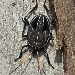 Theseus modestus (Gum tree shield bug) at Gundagai, NSW - 10 Oct 2021 by Steve_Bok