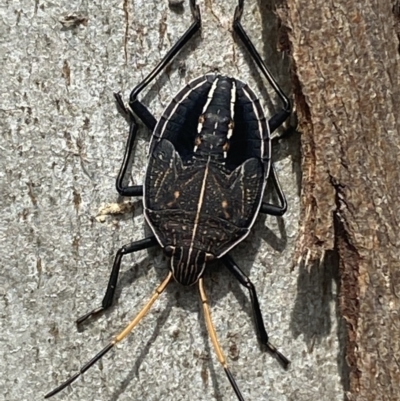 Theseus modestus (Gum tree shield bug) at Gundagai, NSW - 11 Oct 2021 by SteveBorkowskis