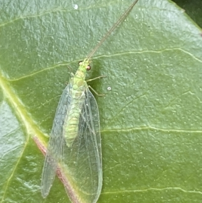 Mallada traviatus (Goldeneye Lacewing) at QPRC LGA - 11 Oct 2021 by Steve_Bok