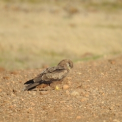 Milvus migrans (Black Kite) at Point Wilson, VIC - 24 May 2019 by Liam.m