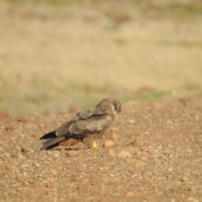 Milvus migrans (Black Kite) at Point Wilson, VIC - 25 May 2019 by Liam.m