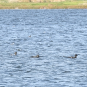 Biziura lobata at Point Wilson, VIC - 25 May 2019