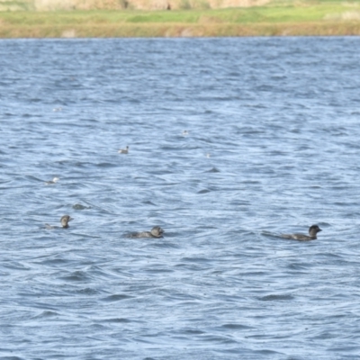 Biziura lobata (Musk Duck) at Point Wilson, VIC - 25 May 2019 by Liam.m