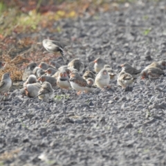 Taeniopygia guttata (Zebra Finch) at Point Wilson, VIC - 25 May 2019 by Liam.m