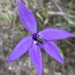 Glossodia major (Wax Lip Orchid) at Mount Taylor - 11 Oct 2021 by George