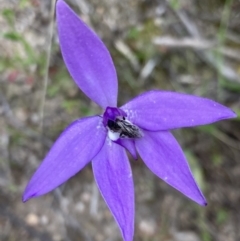 Glossodia major (Wax Lip Orchid) at Kambah, ACT - 11 Oct 2021 by George