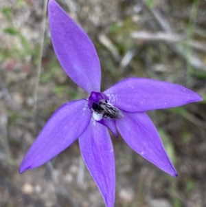 Glossodia major at Kambah, ACT - suppressed