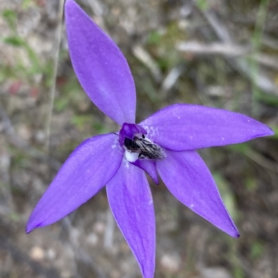 Glossodia major (Wax Lip Orchid) at Mount Taylor - 11 Oct 2021 by George
