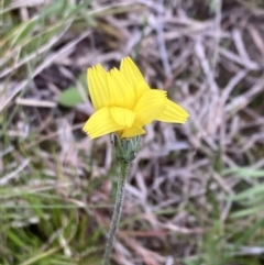 Microseris walteri (Yam Daisy, Murnong) at Tuggeranong DC, ACT - 11 Oct 2021 by George