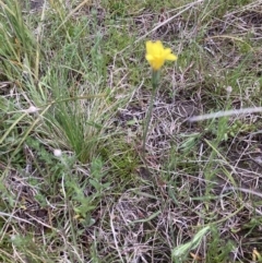 Microseris walteri at Tuggeranong DC, ACT - 11 Oct 2021