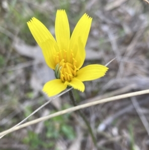 Microseris walteri at Tuggeranong DC, ACT - 11 Oct 2021