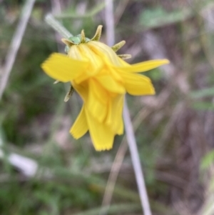 Microseris walteri at Tuggeranong DC, ACT - 11 Oct 2021