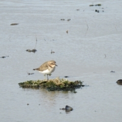 Anarhynchus bicinctus (Double-banded Plover) at Point Wilson, VIC - 25 May 2019 by Liam.m