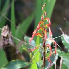 Unidentified Lily or Iris at Yackandandah, VIC - 19 Sep 2021 by KylieWaldon