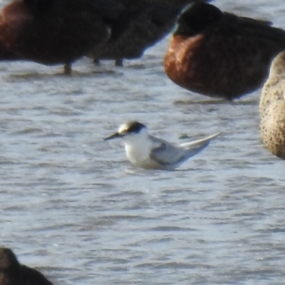 Sternula albifrons (Little Tern) at Point Wilson, VIC - 25 May 2019 by Liam.m