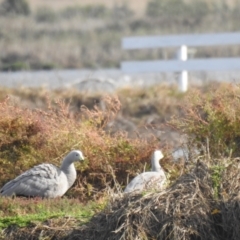 Cereopsis novaehollandiae (Cape Barren Goose) at Point Wilson, VIC - 25 May 2019 by Liam.m