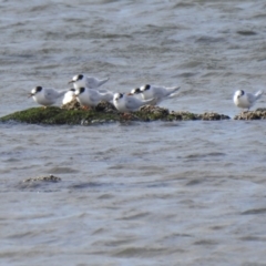 Sternula nereis (Fairy Tern) at Point Wilson, VIC - 25 May 2019 by Liam.m