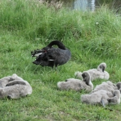 Cygnus atratus (Black Swan) at Amaroo, ACT - 11 Oct 2021 by TrishGungahlin