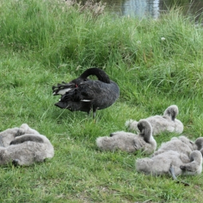 Cygnus atratus (Black Swan) at Yerrabi Pond - 11 Oct 2021 by TrishGungahlin