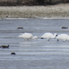 Platalea flavipes (Yellow-billed Spoonbill) at Point Wilson, VIC - 25 May 2019 by Liam.m