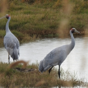 Grus rubicunda at Point Wilson, VIC - 25 May 2019