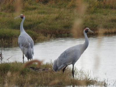 Grus rubicunda (Brolga) at Point Wilson, VIC - 25 May 2019 by Liam.m