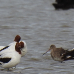 Limosa limosa at Point Wilson, VIC - 25 May 2019