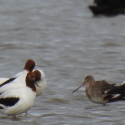 Limosa limosa (Black-tailed Godwit) at Point Wilson, VIC - 25 May 2019 by Liam.m