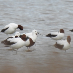 Cladorhynchus leucocephalus at Point Wilson, VIC - suppressed