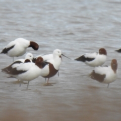 Cladorhynchus leucocephalus (Banded Stilt) at Point Wilson, VIC - 25 May 2019 by Liam.m