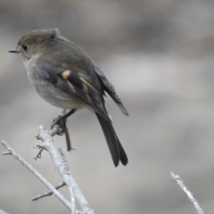 Petroica rodinogaster (Pink Robin) at Lara, VIC - 25 May 2019 by Liam.m