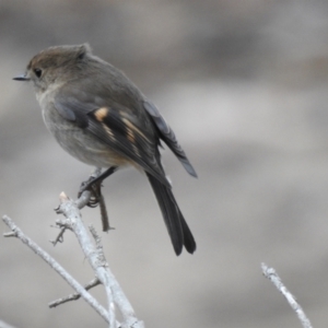 Petroica rodinogaster at Lara, VIC - 25 May 2019