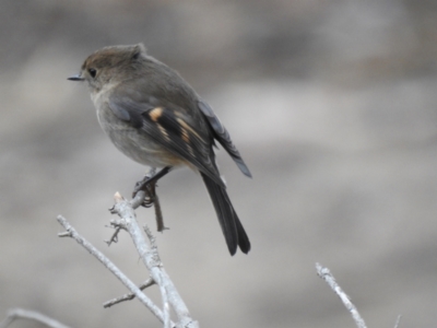 Petroica rodinogaster (Pink Robin) at Lara, VIC - 25 May 2019 by Liam.m