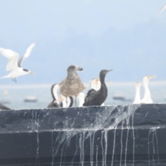 Larus pacificus (Pacific Gull) at Eden, NSW - 2 Nov 2019 by Liam.m