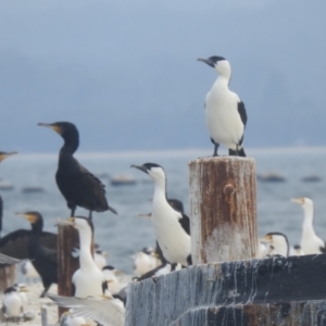 Phalacrocorax fuscescens at Eden, NSW - suppressed