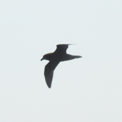 Pterodroma gouldi (Grey-faced Petrel) at Eden, NSW - 1 Nov 2019 by Liam.m