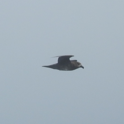 Pterodroma solandri (Providence Petrel) at Eden, NSW - 1 Nov 2019 by Liam.m