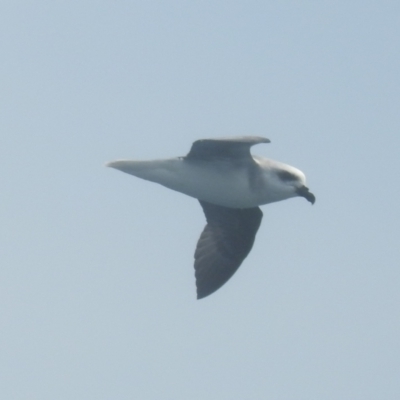 Pterodroma lessonii (White-headed Petrel) at Eden, NSW - 1 Nov 2019 by Liam.m