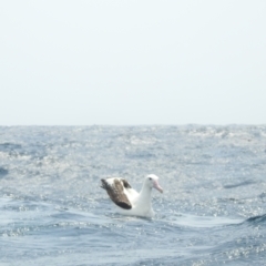 Diomedea exulans (Wandering Albatross) at Eden, NSW - 2 Nov 2019 by Liam.m